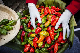 can ghost peppers kill you howstuffworks