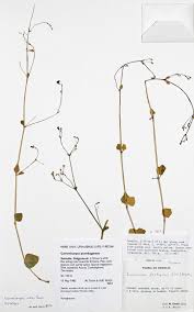 Image result for Commicarpus