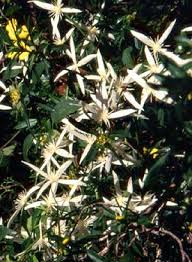 Image result for Clematis uhehensis