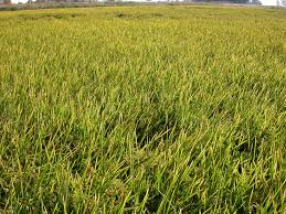 Image result for Oryza longistaminata