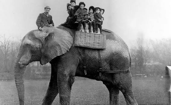 Jumbo the elephant | London Zoo