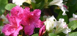 Azalea Problems Azalea Society Of America