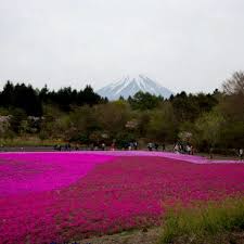 Fuji Shibazakura Matsuri The Most Famous Pink Moss Festival