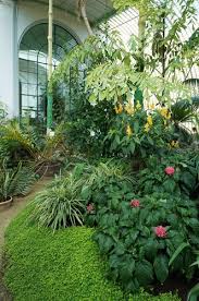 Image result for Justicia carnea