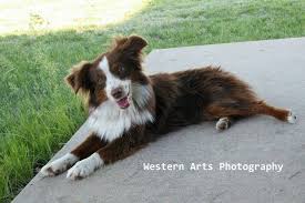 6 to 23lbs, depending on bone structure and size. Midwest Minitoy Aussies Home