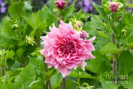 Petals are a bit ruffly on the edges as it full opens up and they start to curl backwards. Dahlia Otto S Thrill Photograph By Tim Gainey