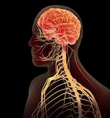 Image result for nervous system