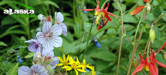 Alaska Flowers Flower In Alaska Pictures Photos Of Flowers