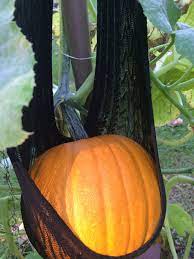 The Best Way To Grow Pumpkins Train The Vine Upward On A Trellis Then Create A Sling Out Of Old Tights Growing Pumpkins Pumpkin Trellis Planting Pumpkins