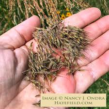 Image result for Sorghastrum nudipes