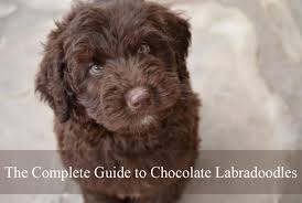 Chocolate Labradoodle Labradoodles Dogs