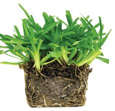 Apply nitrogen fertilizer and grub control, then mow the lawn high at 3 inches to make the grass green again. St Augustine Grass Plugs When And How To Plant Lawnsbesty