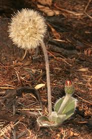 Image result for Gerbera piloselloides