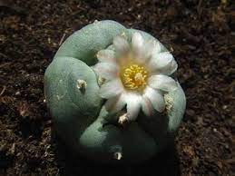 Hallucinogens are known to occur in all parts of the plant, from the roots, leaves, bark, stem, and seeds. Plant And Fungal Hallucinogens As Toxic And Therapeutic Agents Springerlink