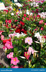 Image result for dipladenie amonea