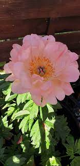 Check spelling or type a new query. Bauwow Your Social Petwork Toxic Plants Protecting Your Dog 6