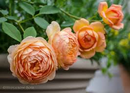 Maybe you would like to learn more about one of these? Growing Lady Of Shalott David Austin Rose