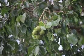 Image result for Loganiaceae