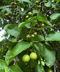 Image result for Melicoccus