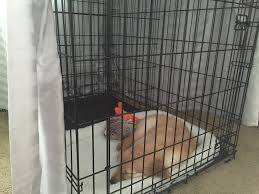 This eliminates the cost of buying new, larger crates as your little one grows, but it also means that initially the crate will be too big for your pup. Need Opinions On This Crate Size Is It Too Big If You Can T Tell There S A Divider Right Behind His Bed Puppy101