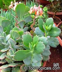 Image result for Kalanchoe fedtschenkoi