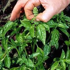 Taille Au Potager Ne Pas Laisser Fleurir Les Plantes Aromatiques Potager Jardinage Potager Plantes Aromatiques