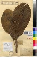 Image result for Ficus bubu