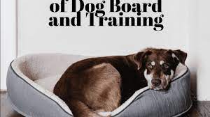 5 week board and train. Effectiveness Of Dog Board And Train Programs Pethelpful
