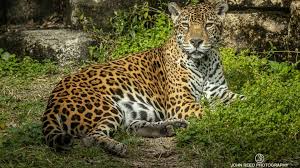 Is the jacksonville zoo open on thanksgiving. Zenta The Jaguar Killed At Jacksonville Zoo And Gardens Firstcoastnews Com
