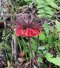 Image result for Scepocarpus