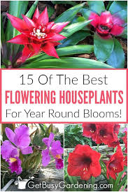 But if you want meaningful quantities, you need to grow it in large pots. 15 Of The Best Flowering Houseplants To Bring Color To Your Home