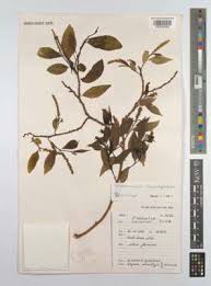 Image result for Sclerocroton cornutus