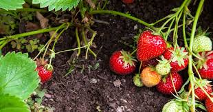 Check spelling or type a new query. 4 Tips For Growing The Best Strawberries Empress Of Dirt