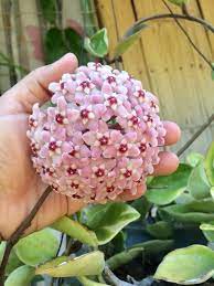 Hoya Carnosa Krimson Queen In 2021 Wax Flowers Hoya Plants Cacti And Succulents