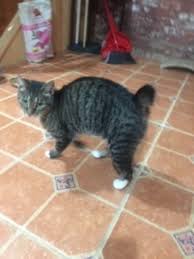 Join millions of people using oodle to find kittens for adoption, cat and kitten listings, and other pets adoption. Cat For Adoption Tippy A Domestic Short Hair Manx Mix In Nutley Nj Petfinder