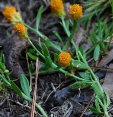 Image result for Polygala arenicola
