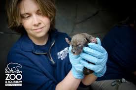 Critically Endangered Red Wolf Pups Born at Point Defiance