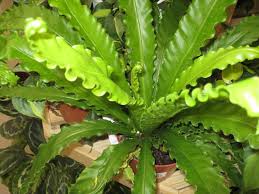 Image result for Asplenium africanum