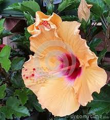 Hibiscus Flower Yellow Red Center Hibiscus Hibiscus Flowers Flowers