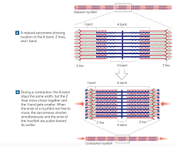Sliding Of Actin Over Myosin During The Contraction Of A Skeletal Muscle Fiber Muscle Anatomy Muscle System Anatomy And Physiology