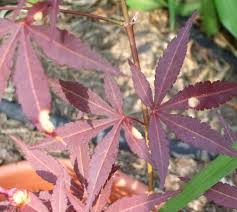 Check spelling or type a new query. Spots On Japanese Maple Leaves