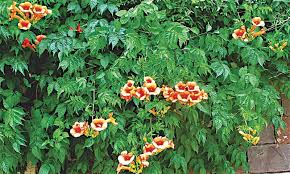Stay vigilant for symptoms of the many diseases that affect roses, most particularly black spot, powdery mildew and rust, but with any luck you have nothing to worry about. Gardening Do Black Roses Really Exist Newspaper Dawn Com