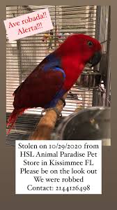 Maybe you would like to learn more about one of these? I M Very Heartbroken 50 Birds Two Monkeys Stolen From Kissimmee Exotic Pet Store