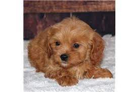 Stay updated about free cavapoo puppies. Little Hank Cavapoo Puppy For Sale Near Springfield Missouri 5d3426a7f1 Cavapoo Puppies Cavapoo Puppies For Sale Cavapoo Puppy