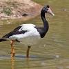 I have 4 pekin ducks. 1