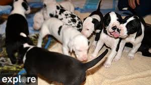 Great danes near morton grove, illinois. Live Puppy Camera Great Dane Puppies Nursery Cam Explore Org
