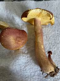 Image result for Russula sp