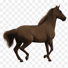 Maybe you would like to learn more about one of these? Howrse Horses Creative Horses Horse Brown Png Pngegg