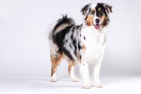 The australian shepherd is not really an australian breed, but came to america by way of american shepherds naturally dubbed these dogs australian shepherds because that was their. Australian Shepherd Beliebter Arbeits Und Familienhund Santevet