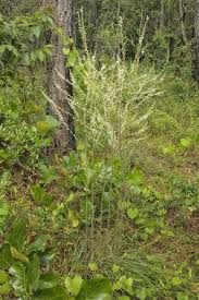 Image result for Nolletia arenosa